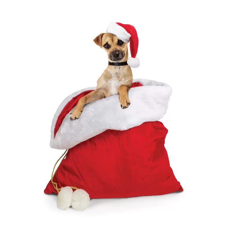 Cute Dog In Santa Christmas Sack