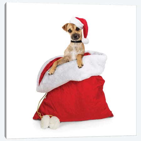 Cute Dog In Santa Christmas Sack Canvas Print #SMZ60} by Susan Schmitz Canvas Art