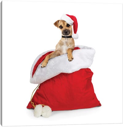 Cute Dog In Santa Christmas Sack Canvas Art Print - Susan Richey
