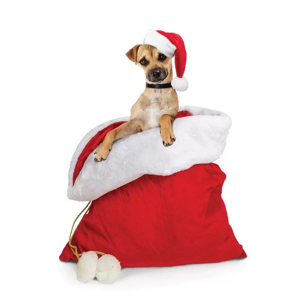 Susan Richey: Cute Dog In Santa Christmas Sack by Susan Richey