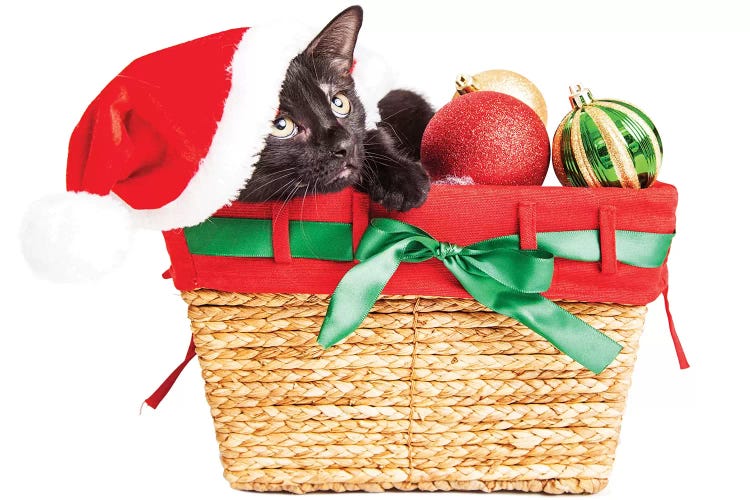 Cute Kitten In Christmas Basket