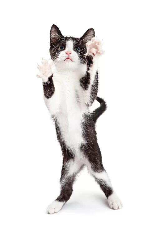 Cute Playful Kitten With Paws Up In The Air by Susan Richey wall art