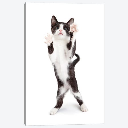 Cute Playful Kitten With Paws Up In The Air Canvas Print #SMZ62} by Susan Richey Canvas Artwork