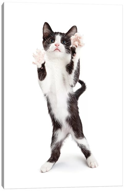 Cute Playful Kitten With Paws Up In The Air Canvas Art Print - Tuxedo Cat Art
