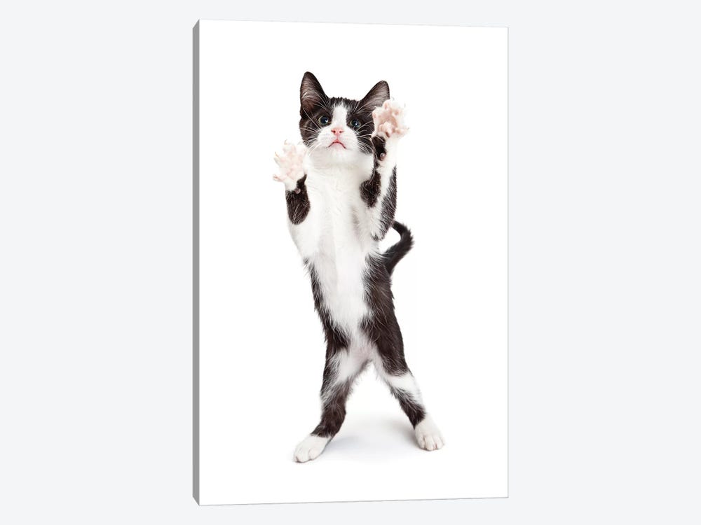 Cute Playful Kitten With Paws Up In The Air by Susan Richey 1-piece Canvas Wall Art