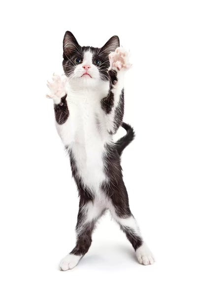 Tuxedo Cats: Cute Playful Kitten With Paws Up In The Air by Susan Richey