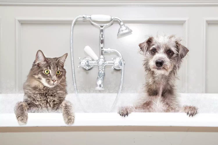 Dog And Cat In Bathtub Together