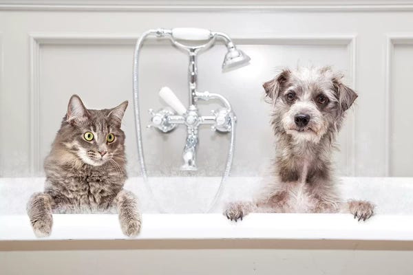 Susan Richey: Dog And Cat In Bathtub Together by Susan Richey