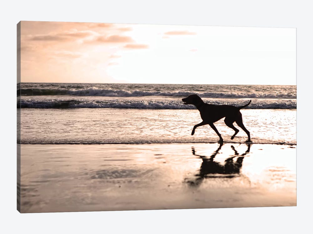 Dog Running On Beach At Sunset by Susan Richey 1-piece Canvas Wall Art