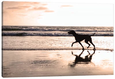 Dog Running On Beach At Sunset Canvas Art Print - Animal & Pet Photography