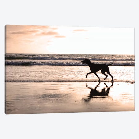 Dog Running On Beach At Sunset Canvas Print #SMZ64} by Susan Richey Canvas Art Print