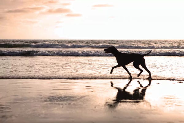 Susan Richey: Dog Running On Beach At Sunset by Susan Richey