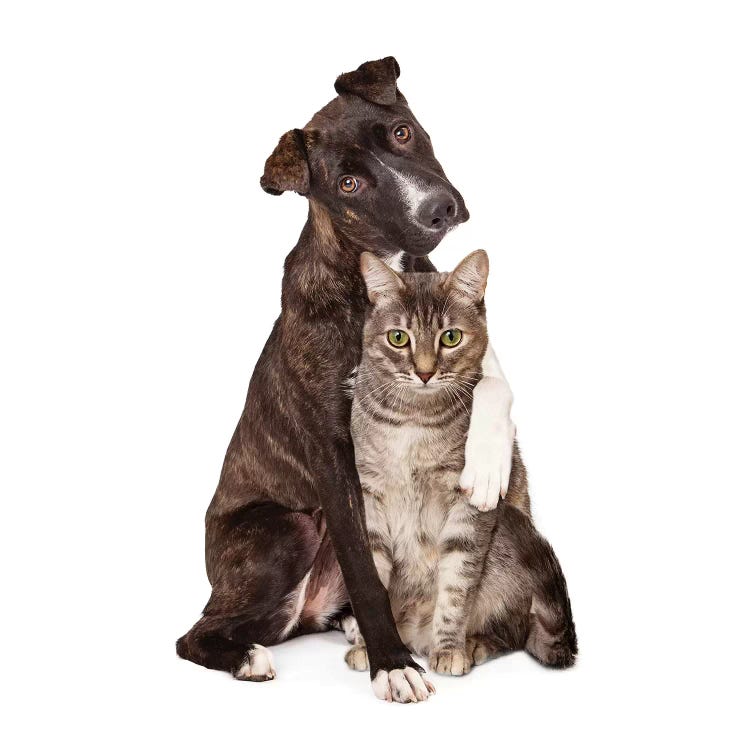 Dog With Arm Around Cat