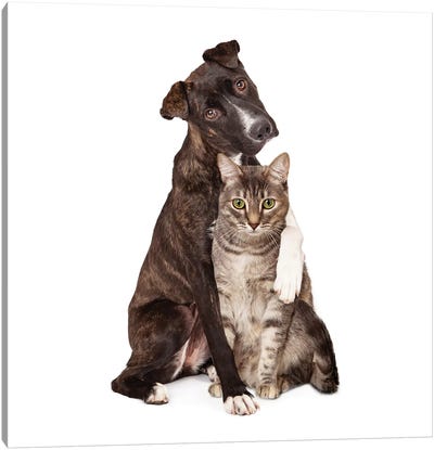 Dog With Arm Around Cat Canvas Art Print - Dog Photography