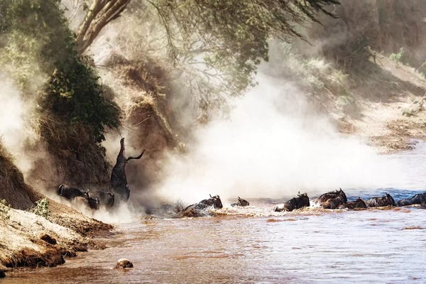 Antelopes: Dramatic Wildebeest Migration River Crossing by Susan Richey