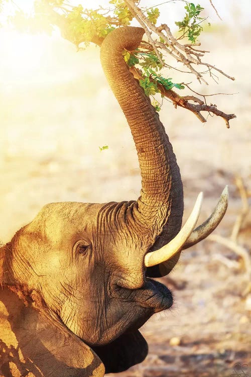 Elephant Eating At Sunrise