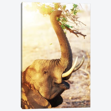 Elephant Eating At Sunrise Canvas Print #SMZ67} by Susan Richey Canvas Art Print