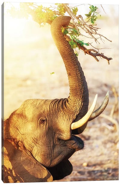 Elephant Eating At Sunrise Canvas Art Print - Susan Richey