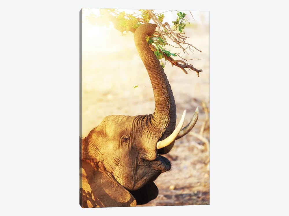 Elephant Eating At Sunrise by Susan Richey 1-piece Canvas Print