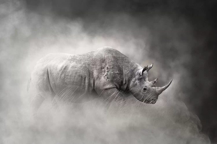 Endangered Black Rhino In The Dust