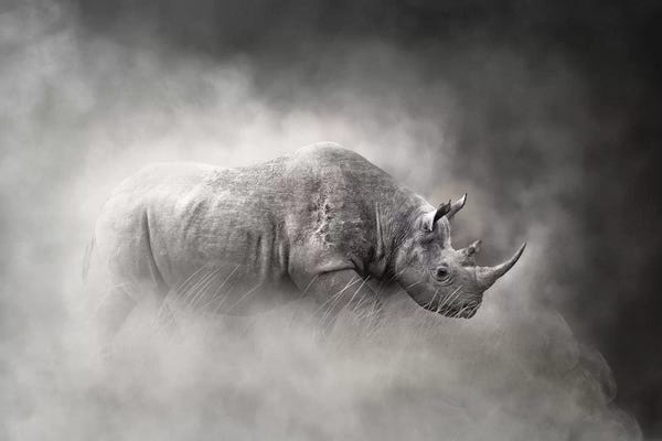 Susan Richey: Endangered Black Rhino In The Dust by Susan Richey