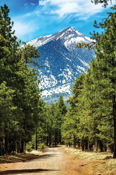Arizona: Flagstaff Arizona Road To Mountains by Susan Richey