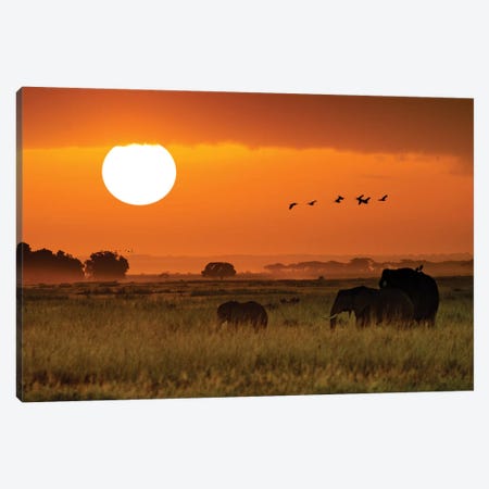 African Elephants Walking At Golden Sunrise II Canvas Print #SMZ6} by Susan Schmitz Art Print