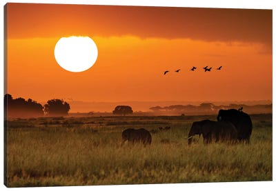 African Elephants Walking At Golden Sunrise II Canvas Art Print - Susan Richey