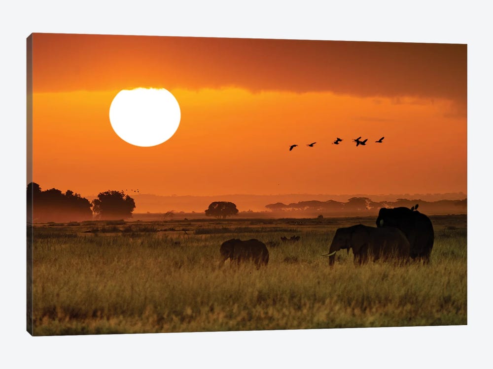 African Elephants Walking At Golden Sunrise II by Susan Richey 1-piece Canvas Art