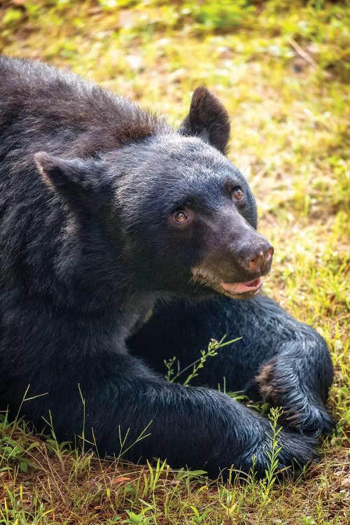 Friendly Brown Bear Lying In Grass