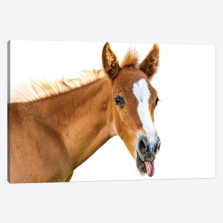 Funny Baby Horse Sticking Tongue Out Canvas Print #SMZ72} by Susan Richey Art Print