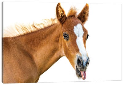 Funny Baby Horse Sticking Tongue Out Canvas Art Print - Susan Richey