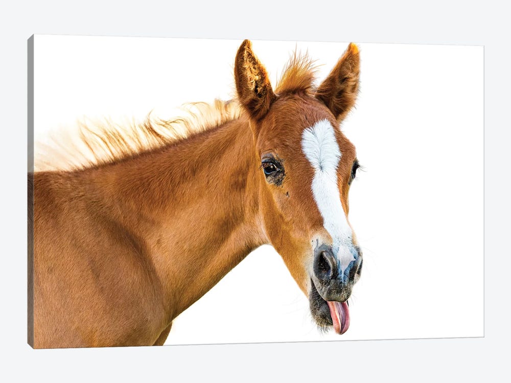 Funny Baby Horse Sticking Tongue Out by Susan Richey 1-piece Art Print