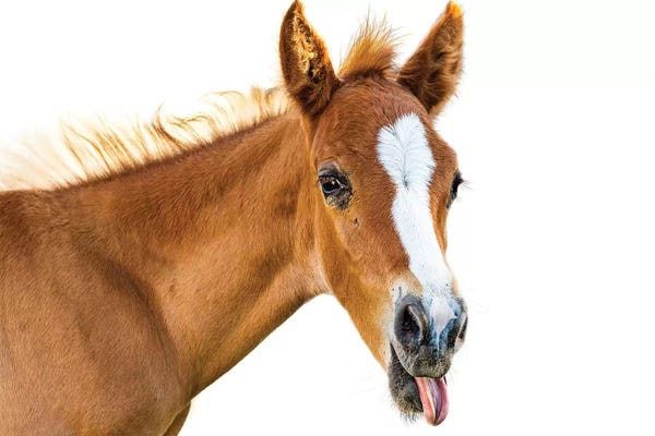 Photogenic Animals: Funny Baby Horse Sticking Tongue Out by Susan Richey