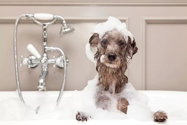 Bathroom Humor: Funny Dog Taking Bubble Bath by Susan Richey