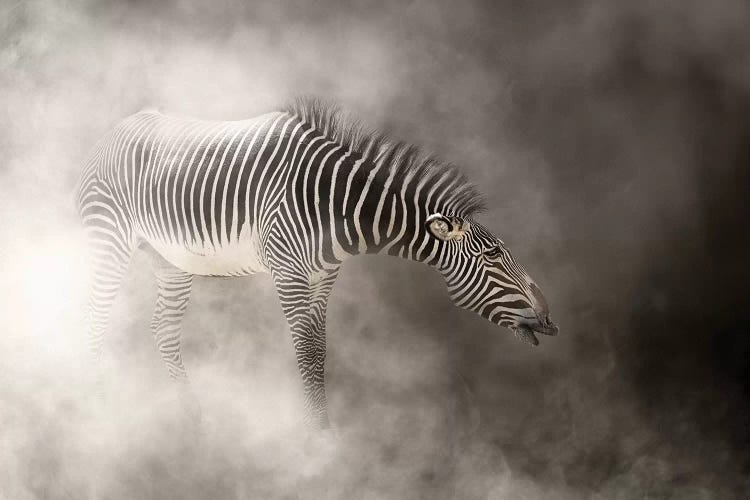 Grevys Zebra In The Dust