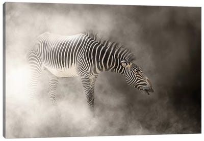 Grevys Zebra In The Dust Canvas Art Print - Susan Richey