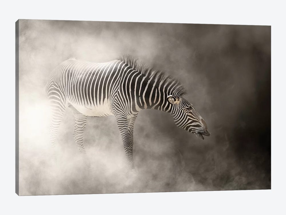 Grevys Zebra In The Dust by Susan Richey 1-piece Art Print