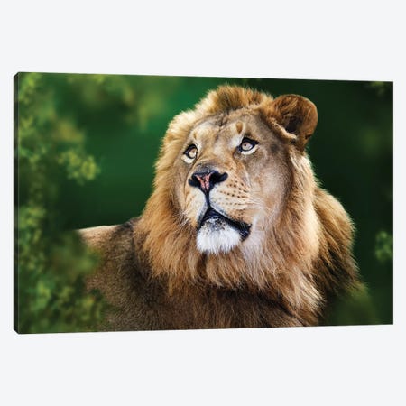 African Lion Framed By Tree Branches Canvas Print #SMZ7} by Susan Richey Canvas Art Print