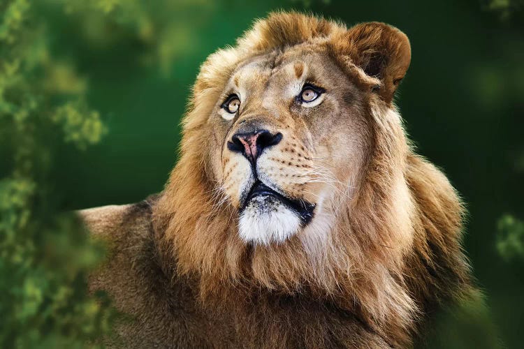 African Lion Framed By Tree Branches