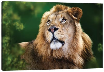 African Lion Framed By Tree Branches Canvas Art Print - Susan Richey