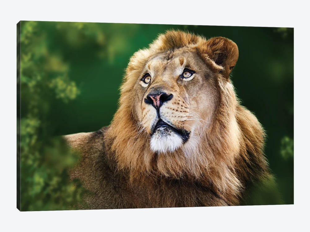 African Lion Framed By Tree Branches by Susan Richey 1-piece Art Print