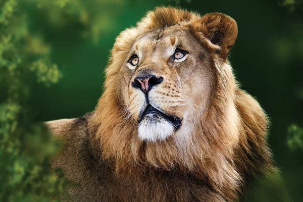 Susan Richey: African Lion Framed By Tree Branches by Susan Richey
