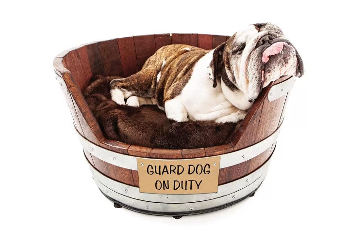 Guard Dog Sleeping On The Job