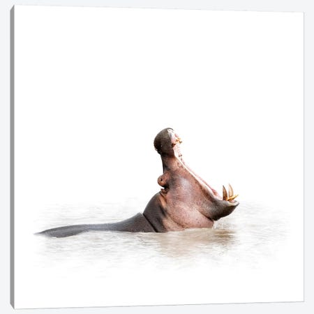 Hippo Mouth Wide Open Isolated On White Canvas Print #SMZ81} by Susan Schmitz Canvas Artwork