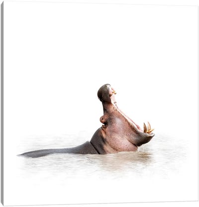 Hippo Mouth Wide Open Isolated On White Canvas Art Print - Susan Richey