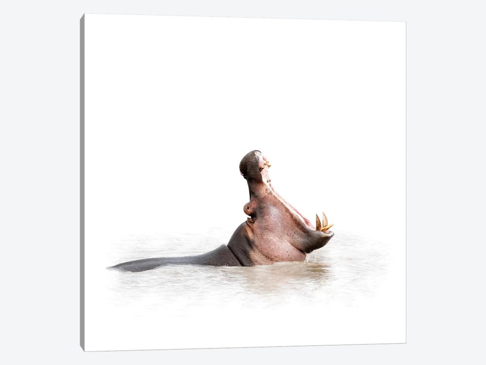 Hippo Mouth Wide Open Isolated On White by Susan Richey 1-piece Canvas Art Print