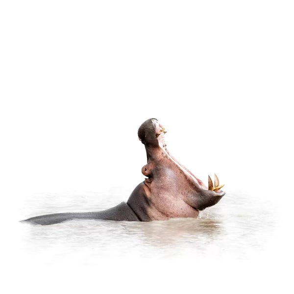 Hippopotamuses: Hippo Mouth Wide Open Isolated On White by Susan Richey