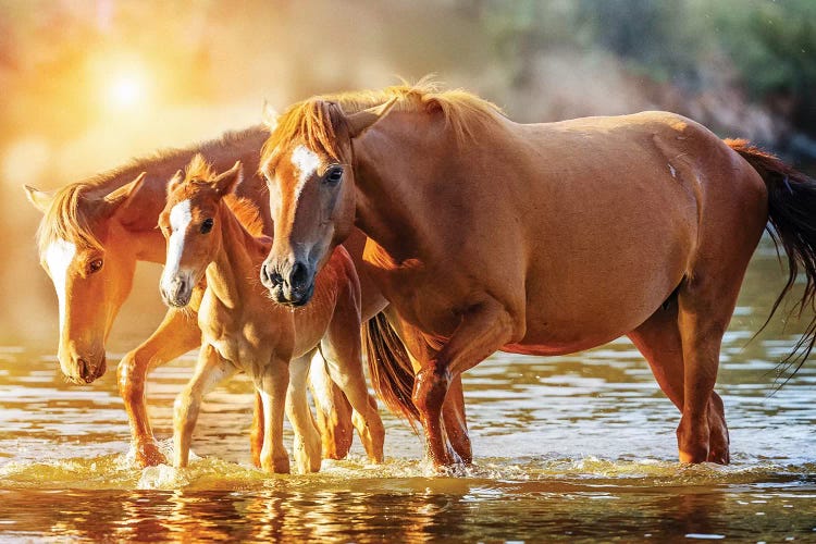 Horse Family Walking In Lake At Sunrise