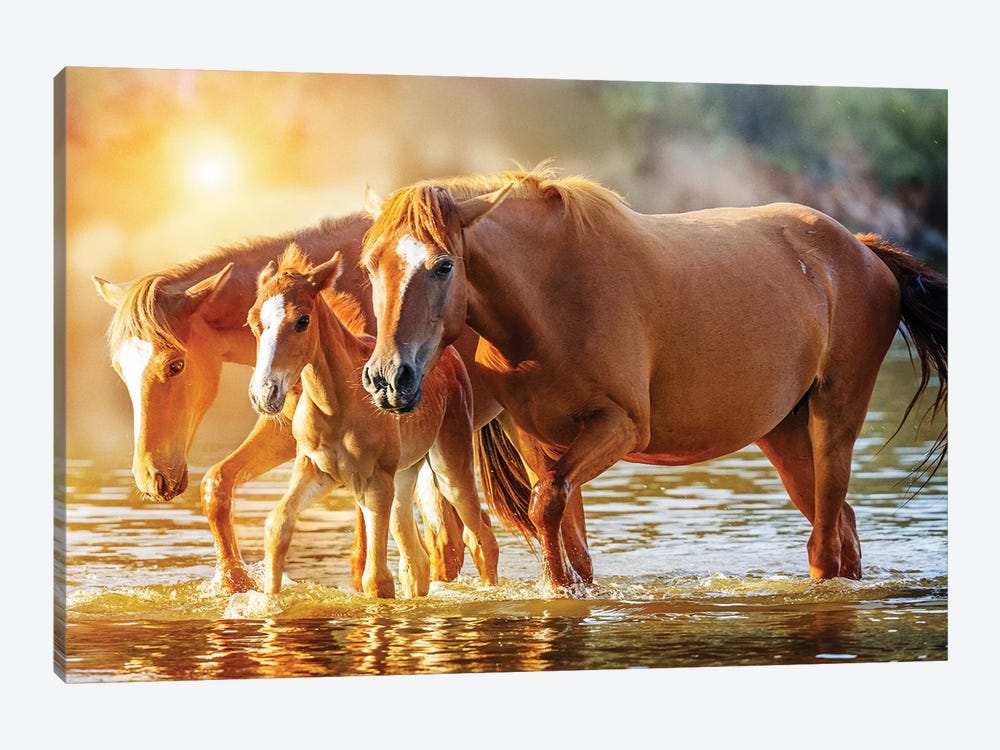 Horse Family Walking In Lake At Sunrise by Susan Richey 1-piece Canvas Art